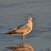 Ring-billed Gull, Bolivar Pennisula, Texas